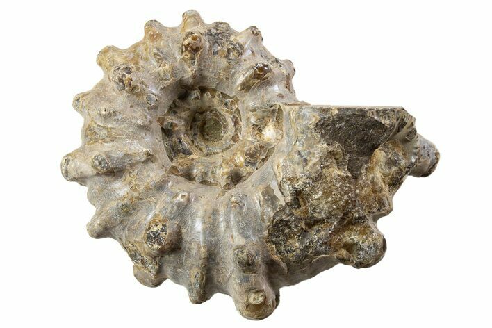 Bumpy Ammonite (Douvilleiceras) Fossil - Madagascar #343780